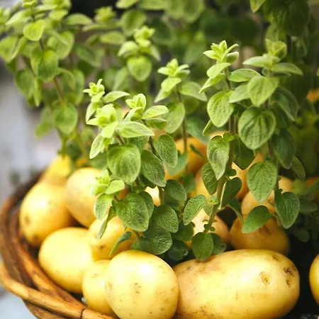 Ferienanlage Margaretenhof Affittacamere